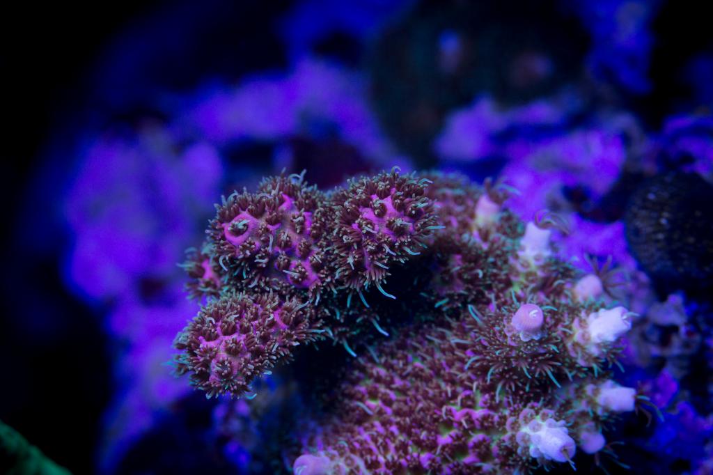 millepora.jpg