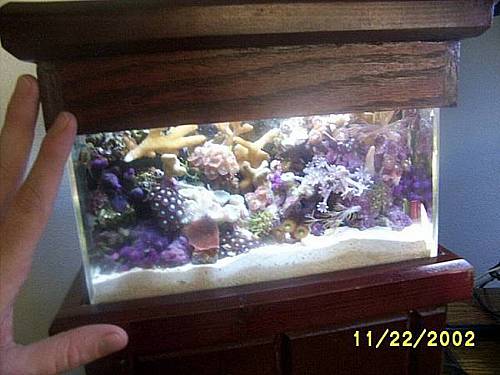 What is the Most Unique Reef Tank You Have Ever Seen | Reef2Reef