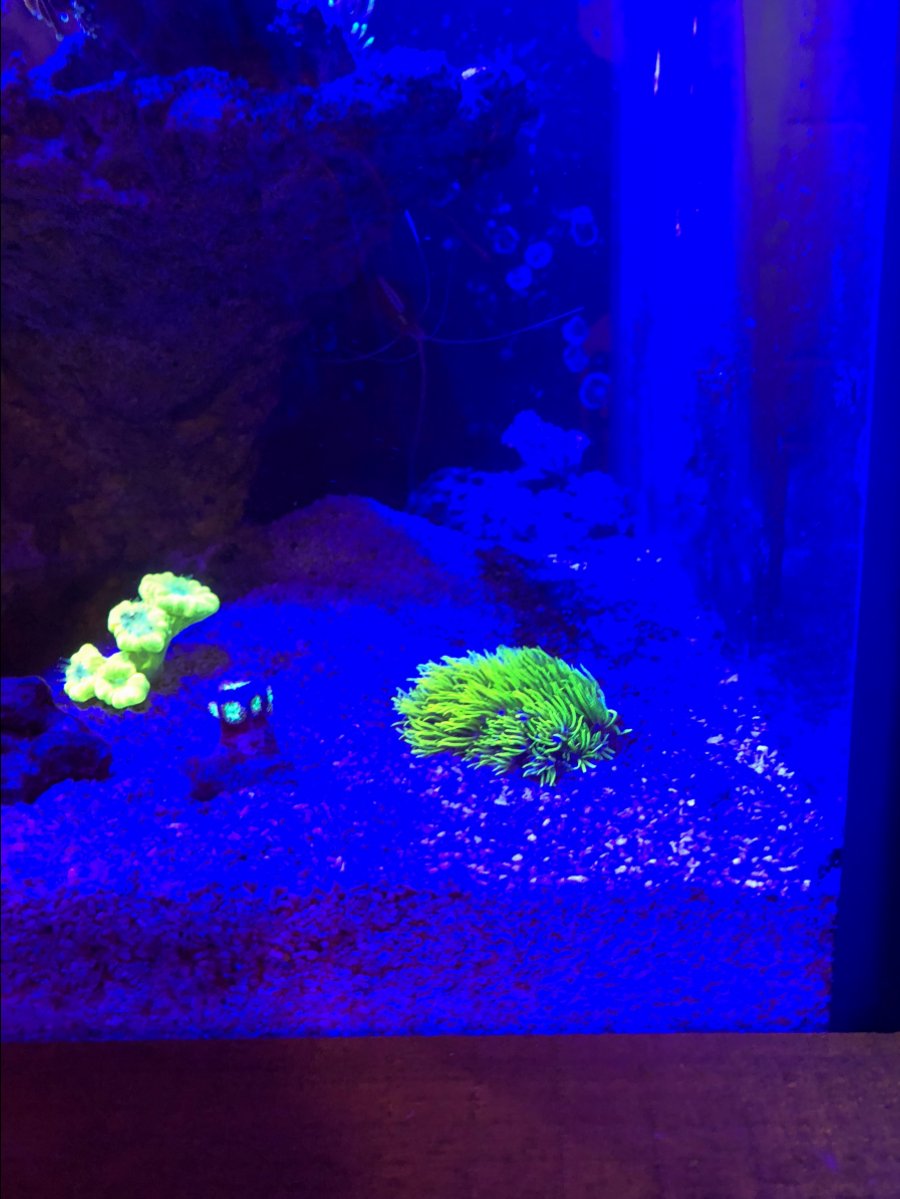 Misc. Corals 1.jpg