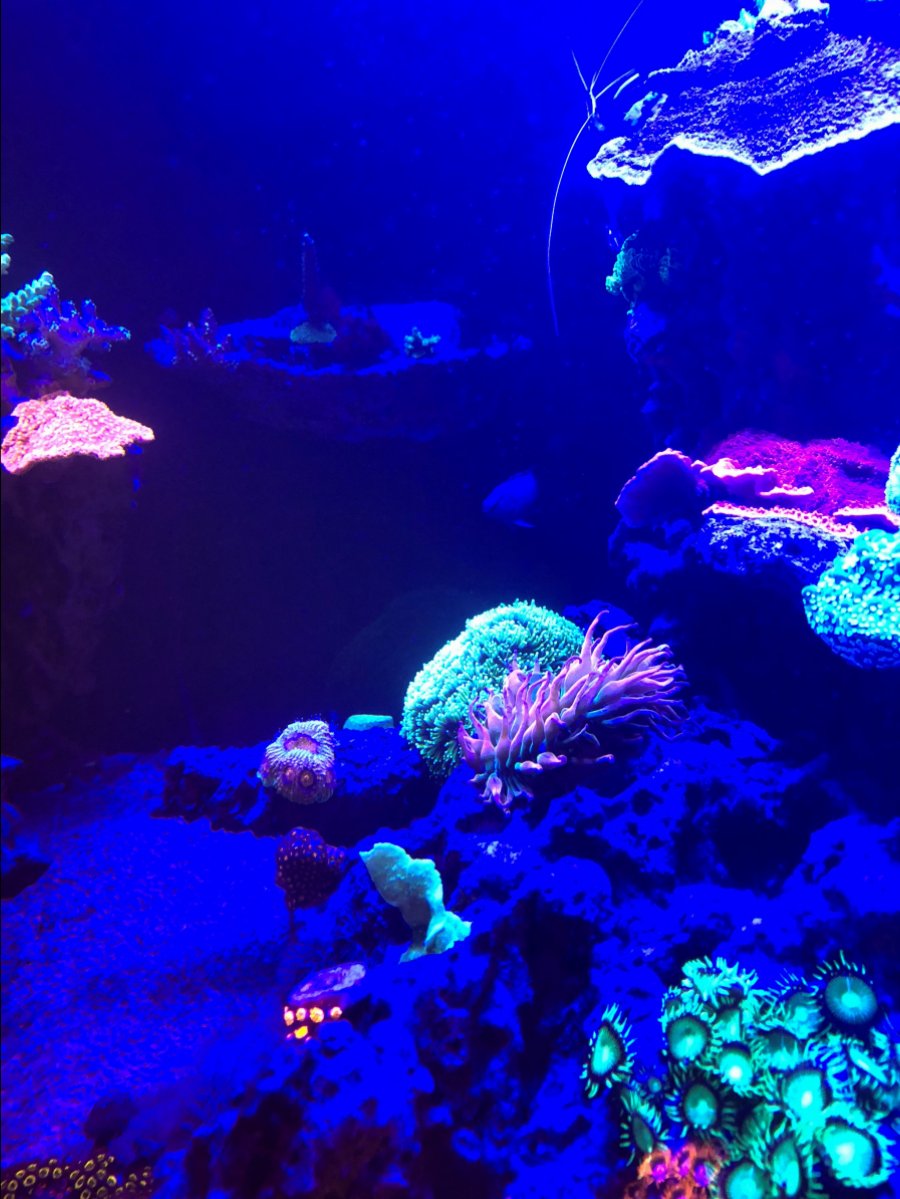 Misc. Corals 2.jpg