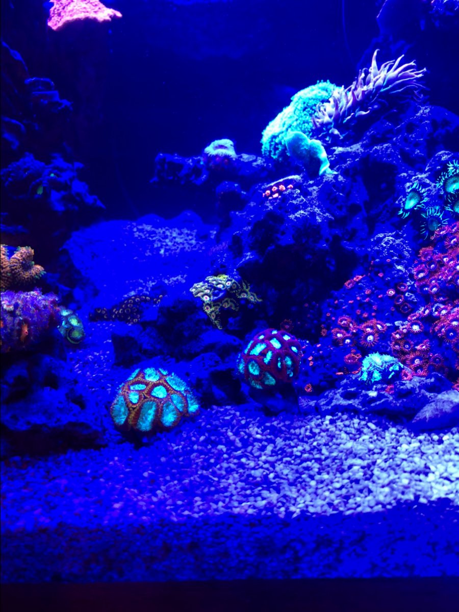 Misc. Corals 3.jpg