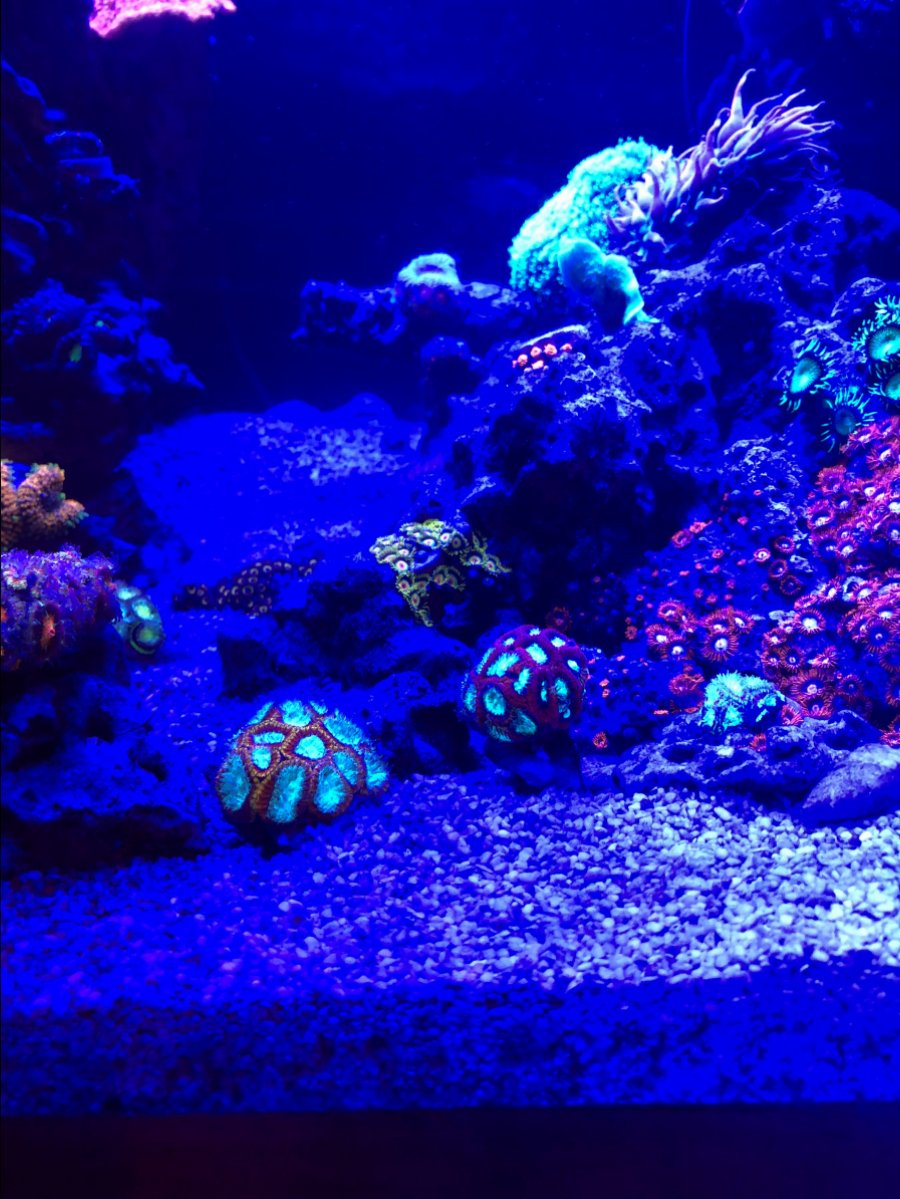 Misc. Corals 4.jpg