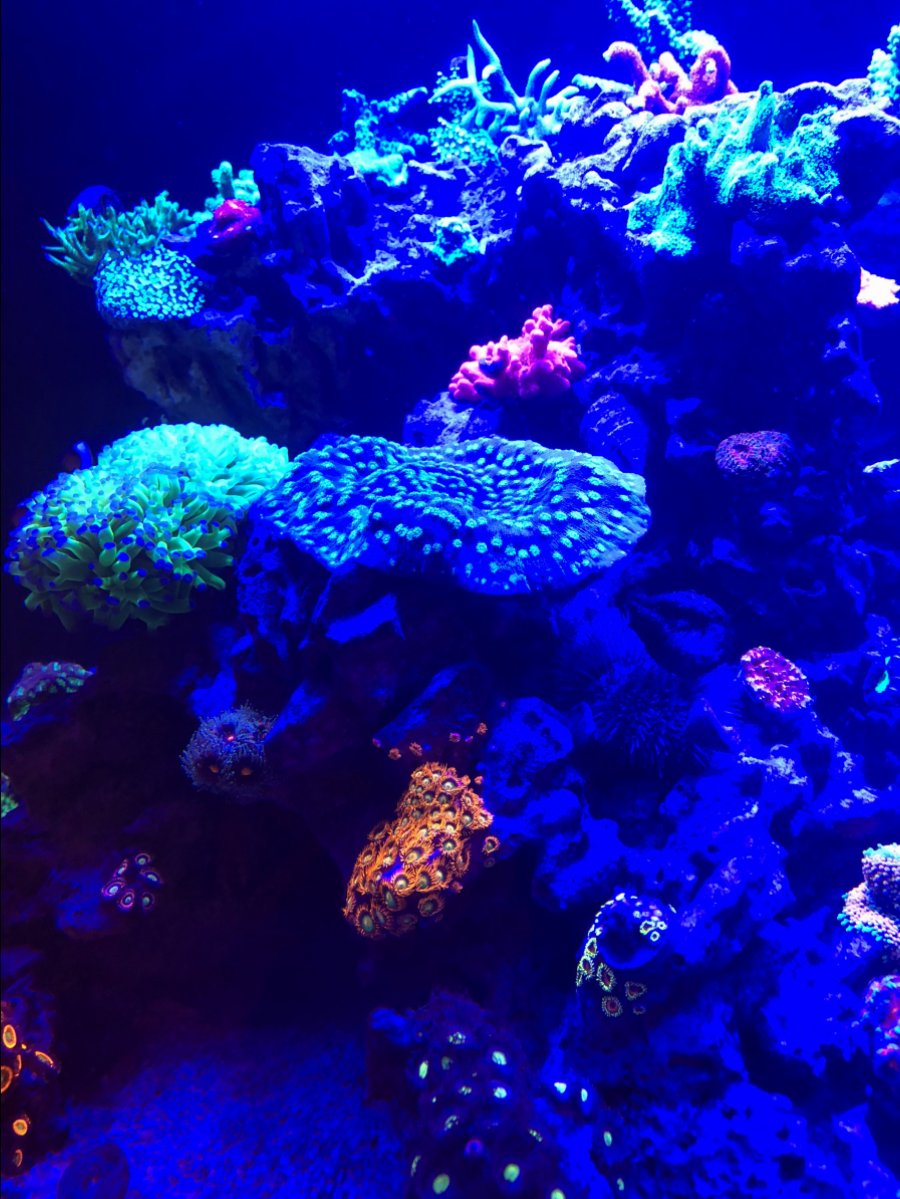 Misc. Corals 6.jpg