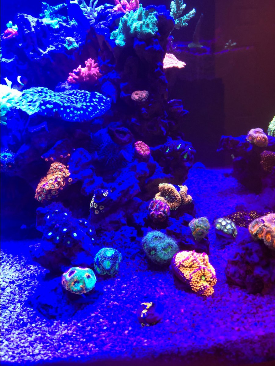 Misc. Corals 7.jpg