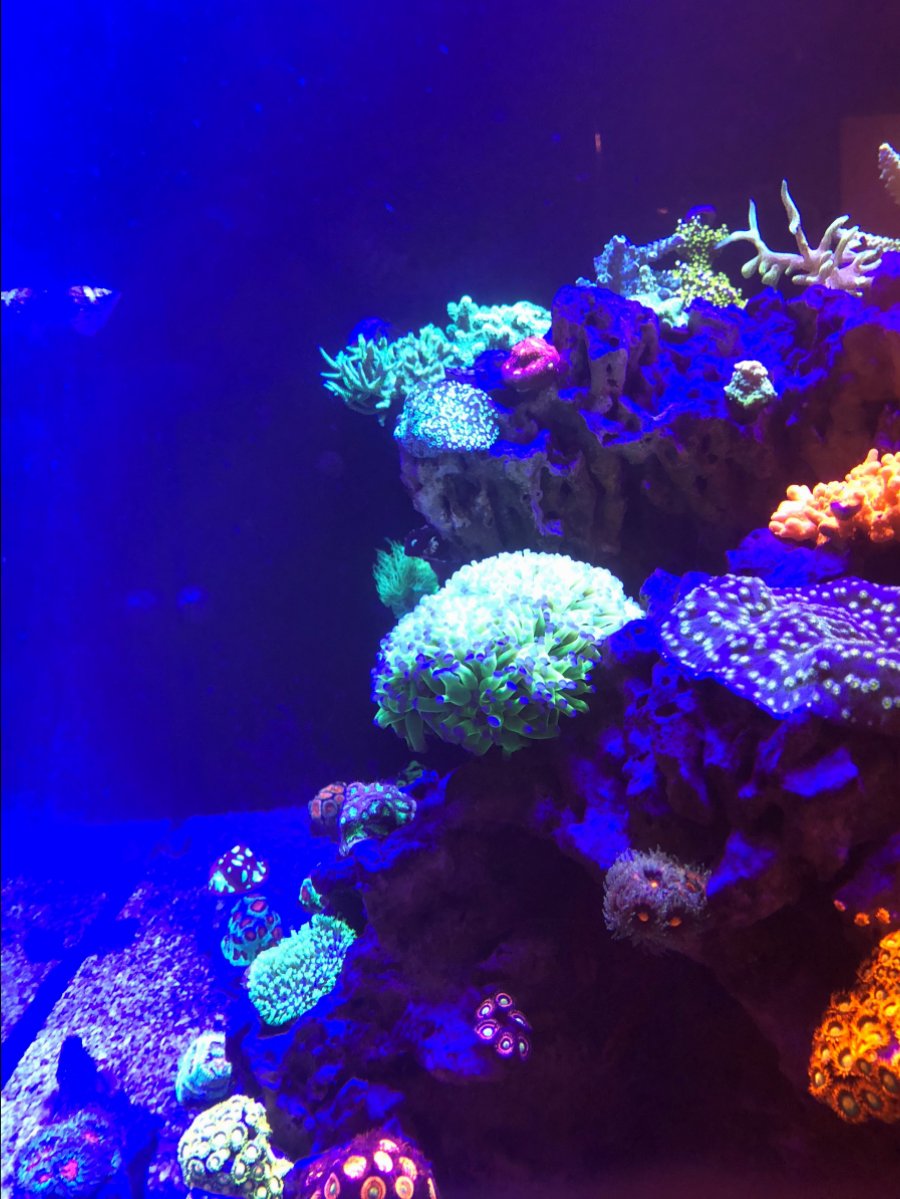 Misc. Corals 8.jpg