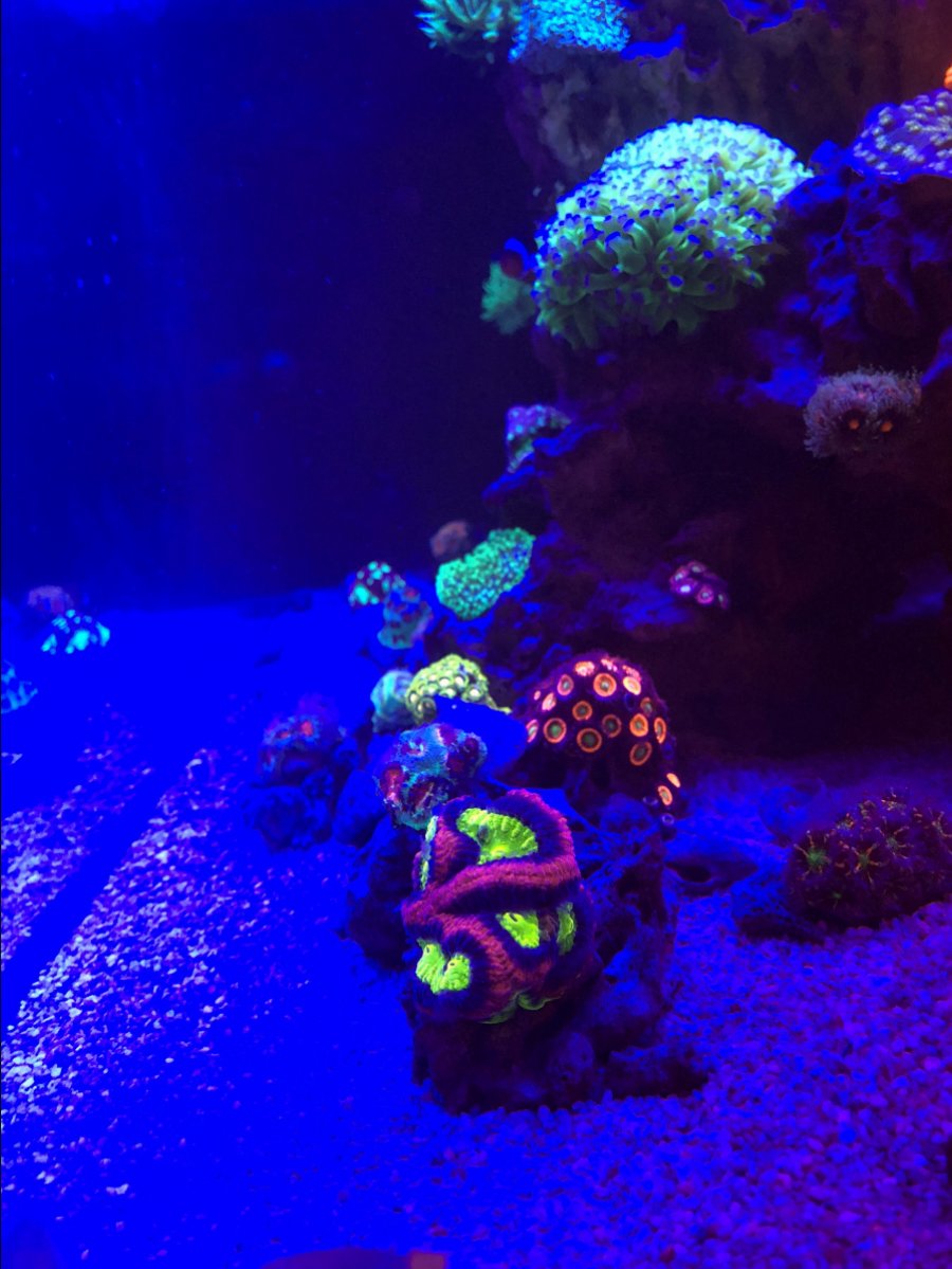 Misc. Corals 9.jpg