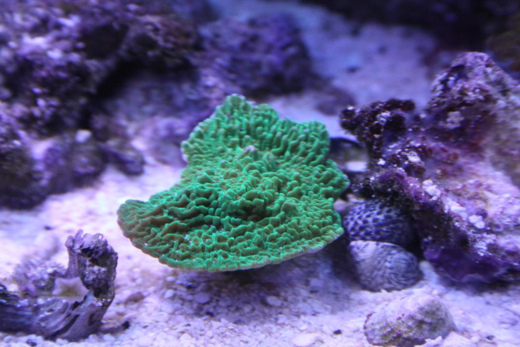 misc plus tank pics 063.jpg