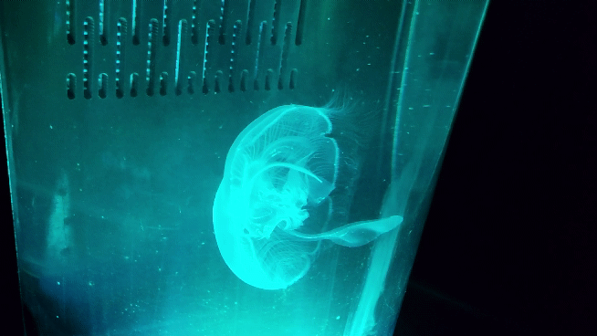 QUESTION OF THE DAY Ocean drifters Are you interested in ever keeping a Jellyfish Reef2Reef