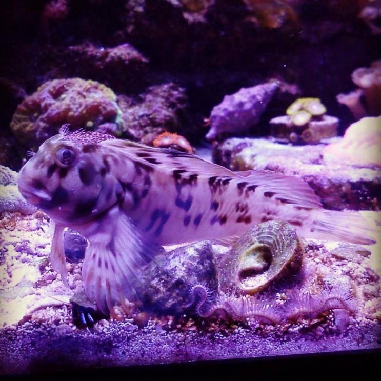 mohawk blenny.jpg