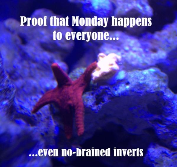 Monday for starfish.jpg