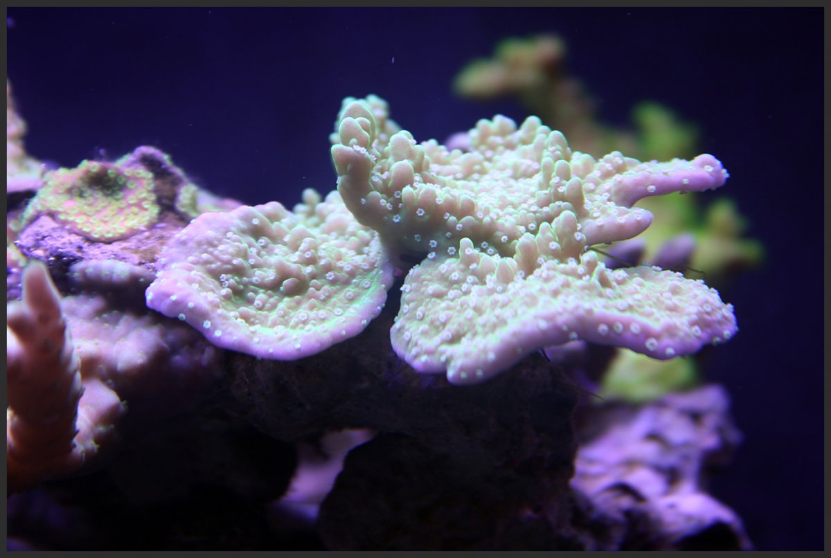 monitpora.jpg