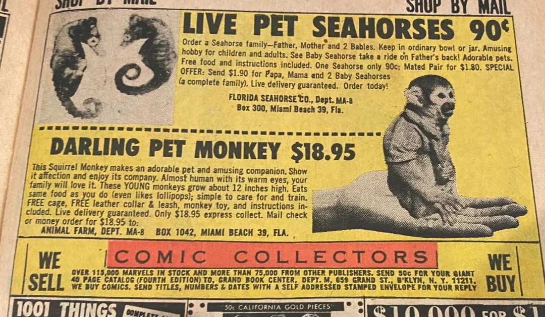 monkey add.jpeg