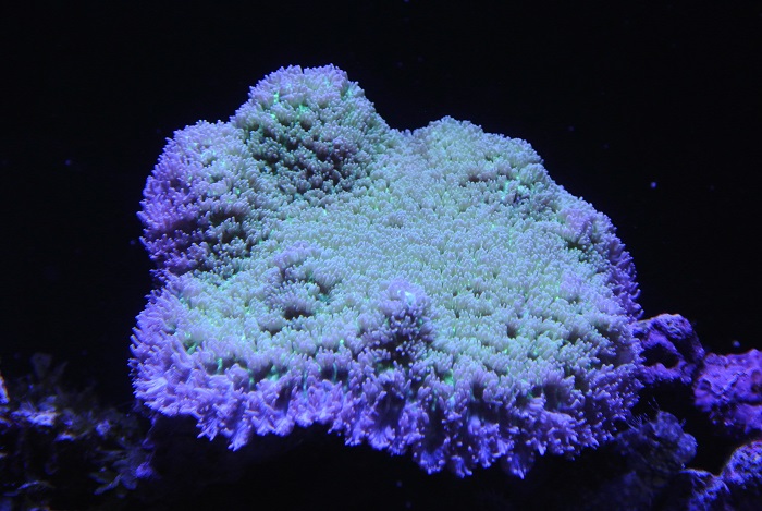montipora.jpg