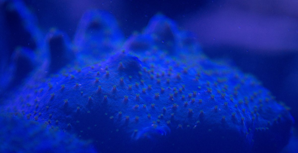 Montipora Purple.jpg