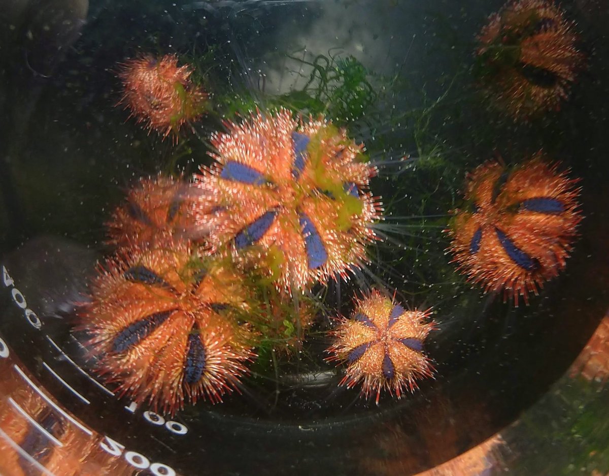 more urchins.jpg