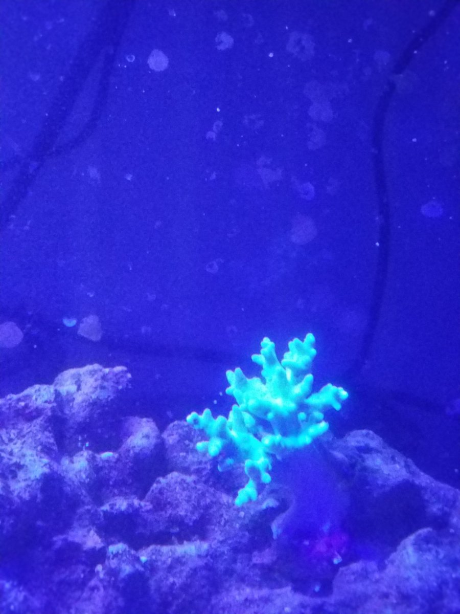 morning coral.jpg