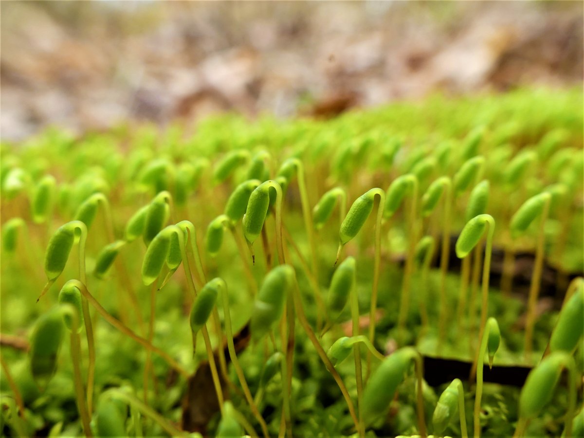 Moss Sprouts Closs Up (2).JPG