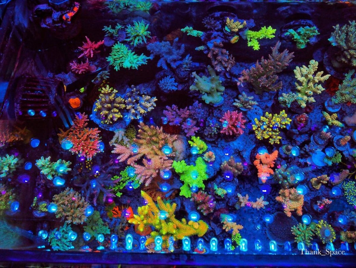 most-amazing-coral-color-reef-tank-OR-LED-bar-