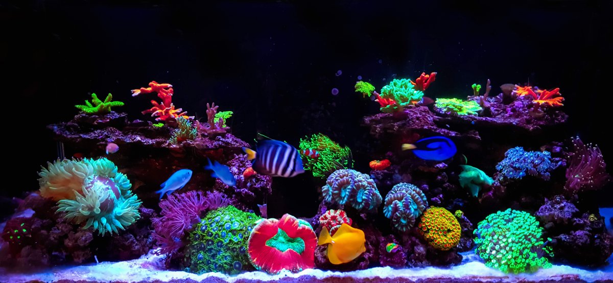 MQ Reef.jpg