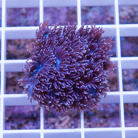 MS-blue hydnophora 9 19.jpg
