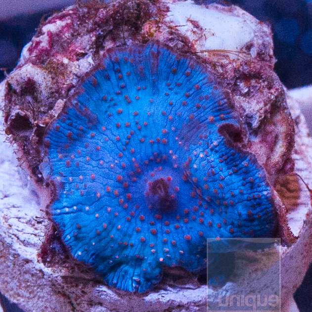MS-blue-mushroom-10.jpg