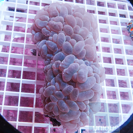 MS-bubble coral 99 149.jpg