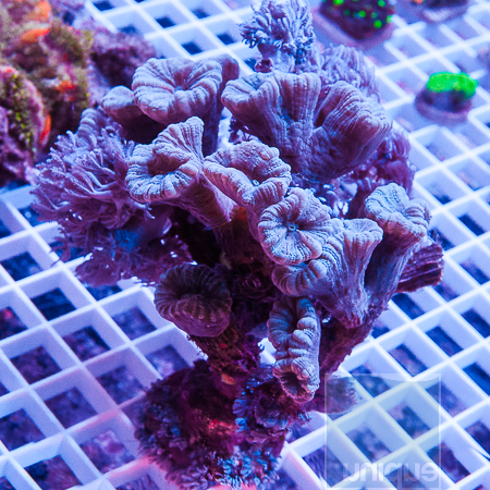MS-candy cane coral 49 79.jpg