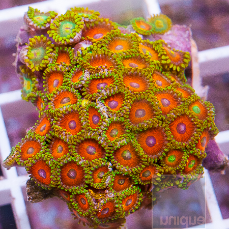 MS-colorful zoanthids 22 32.jpg