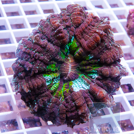 MS-donut-coral-159-255jpg.jpg