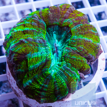 MS-donut coral 175 225.jpg
