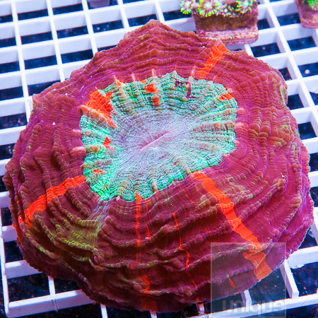 MS-donut-coral-549-699.jpg