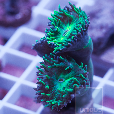 MS-duncan coral- 14-32.jpg