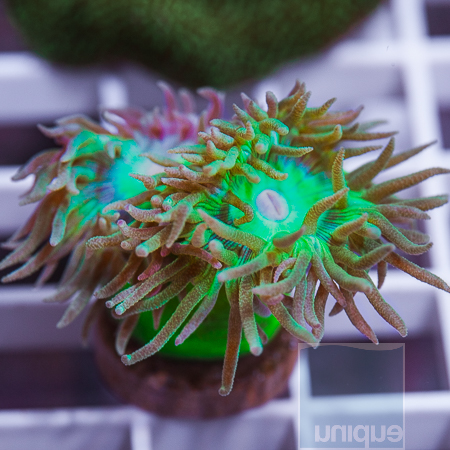 MS-duncan coral 16 32.jpg