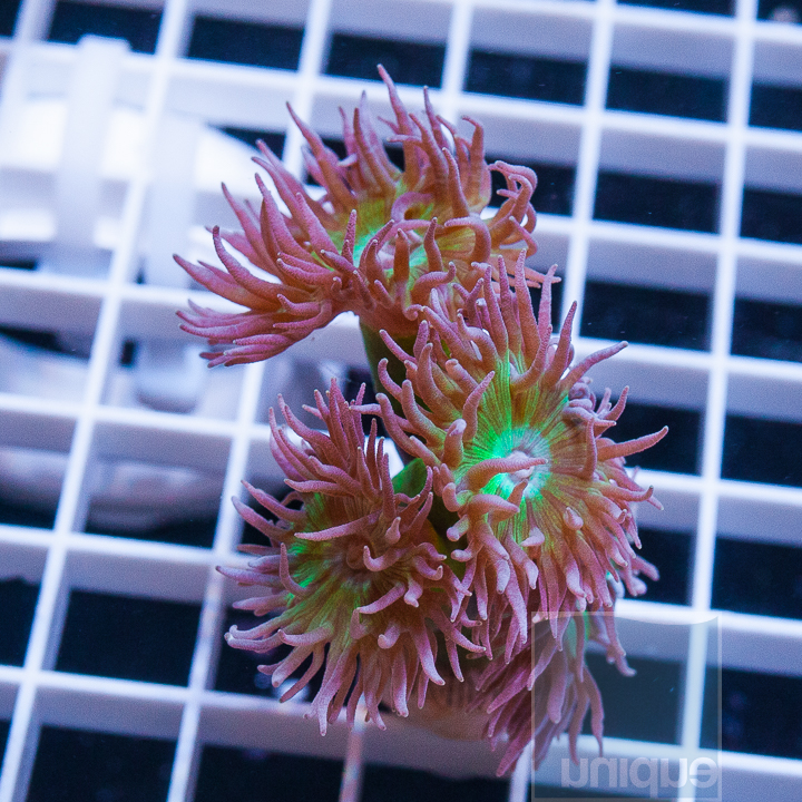 MS-duncan coral 22 39.jpg