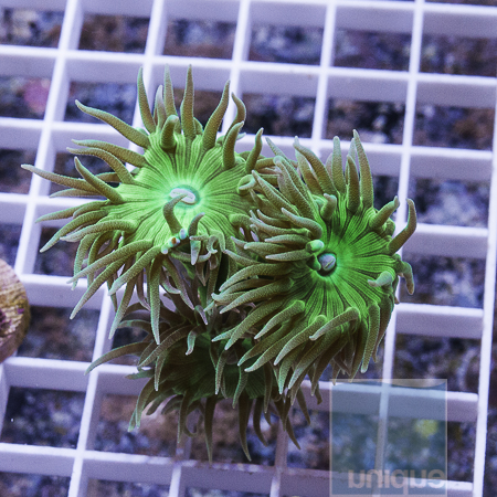 MS-duncan coral 34 32.JPG