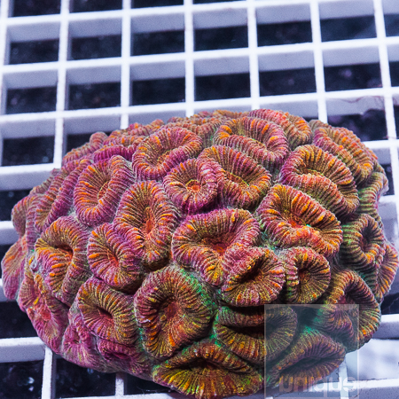 MS-fluted moon coral 139 199.jpg