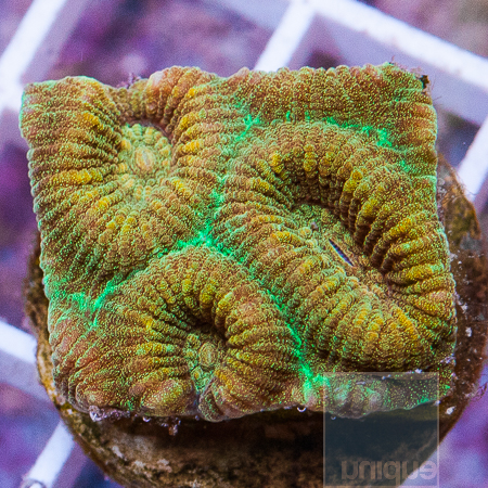 MS-fluted moon coral 5 29.jpg