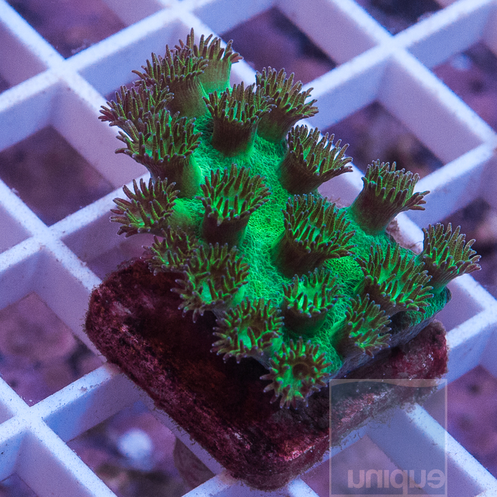 MS-green-cup-coral-5.jpg