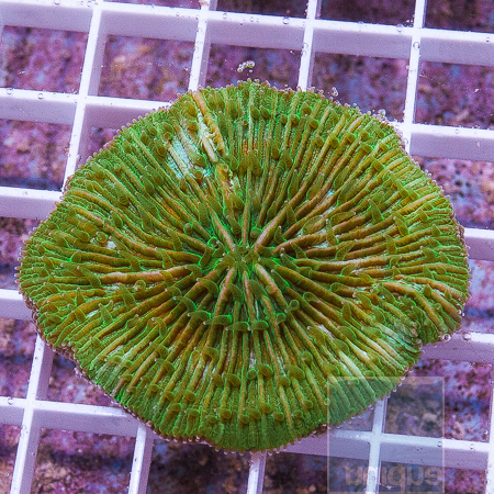 MS-green plate coral 49 99.jpg