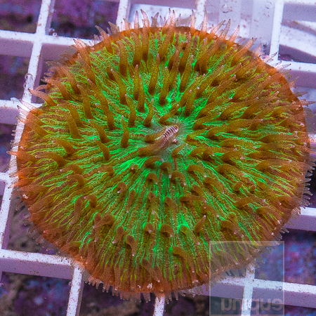 MS-green plate coral 69 99.jpg