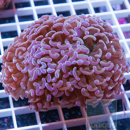 MS-hammer coral 49 89.jpg