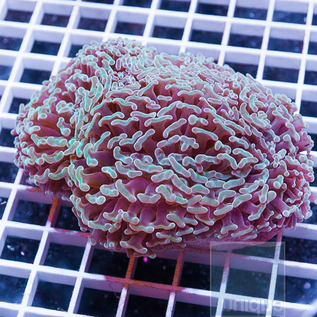 MS-hammer coral 64 99.jpg