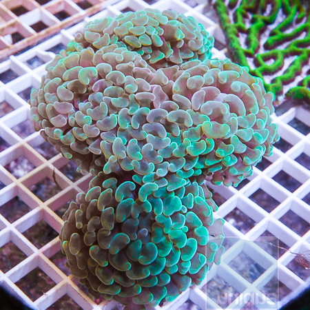 MS-hammer-coral-99-129.jpg