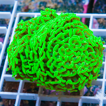 MS-neon hammer coral 74 119.jpg