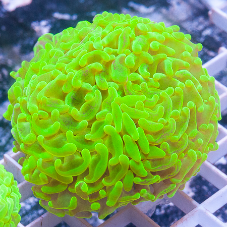 MS-Neon hammer coral 79 129.jpg