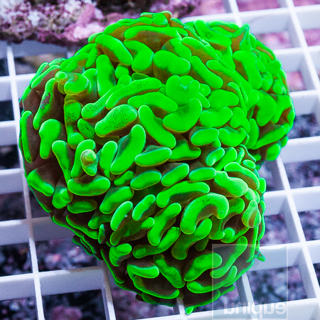 MS-neon hammer coral 99 149.jpg