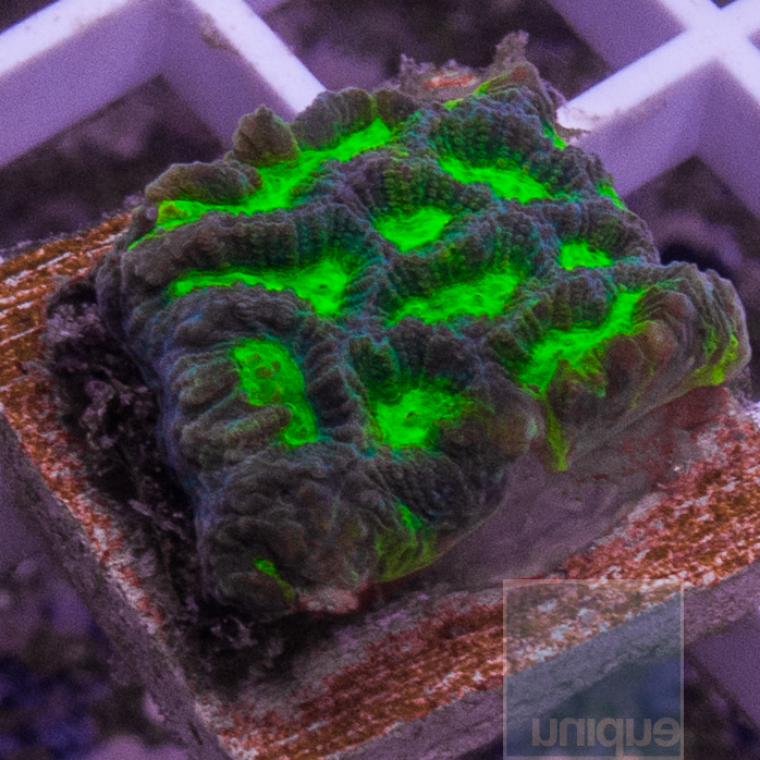 MS-neon-maze-coral-10.jpg