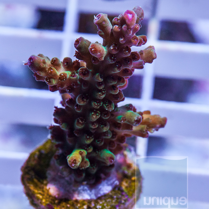 MS-New Release UC Rose Gold Acropora- 89 (3).jpg