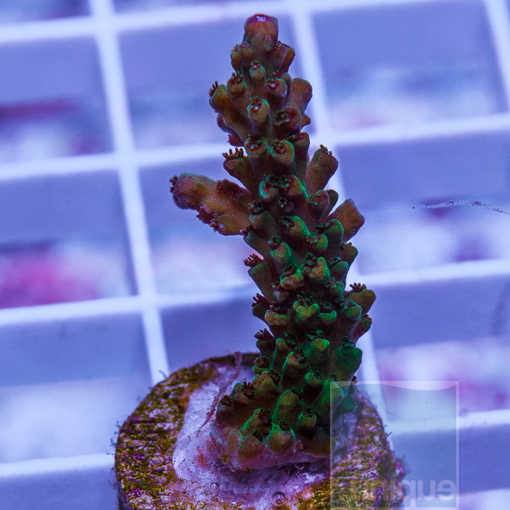 MS-New Release UC Rose Gold Acropora- 89.jpg