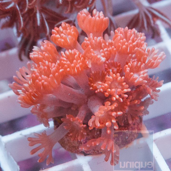 MS-pink-goniopora-ultra-30 (2).jpg